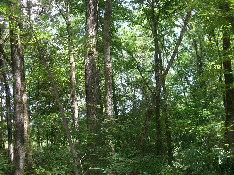Property Photo: Track F Braswell Rd AL 35622 - FALKVILL
