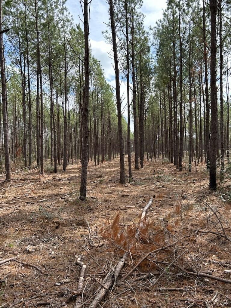 Property Photo: Tract 3 Lloyd Walker Road TX 75949