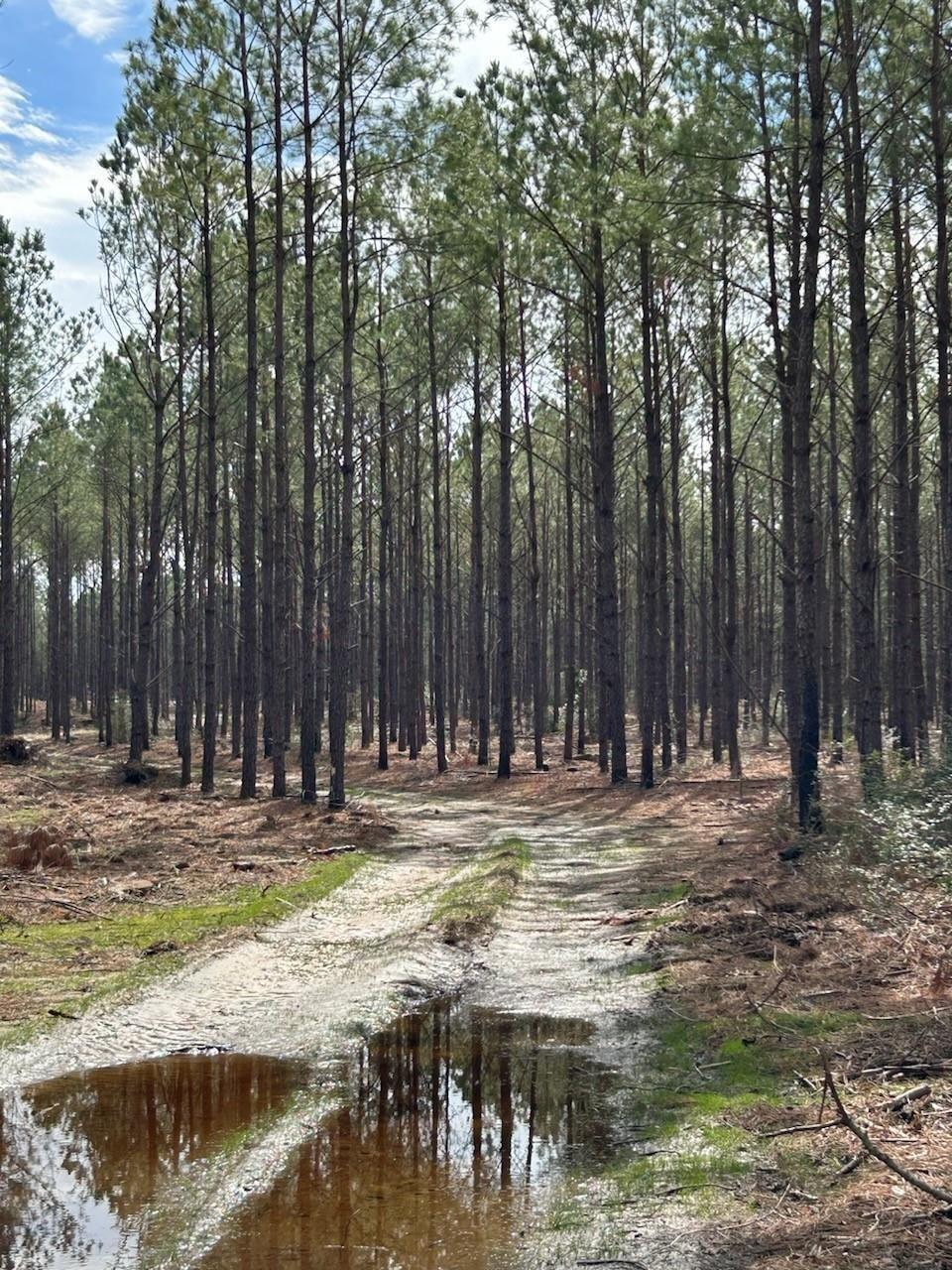 Property Photo: Tract 7 Lloyd Walker Road TX 75949