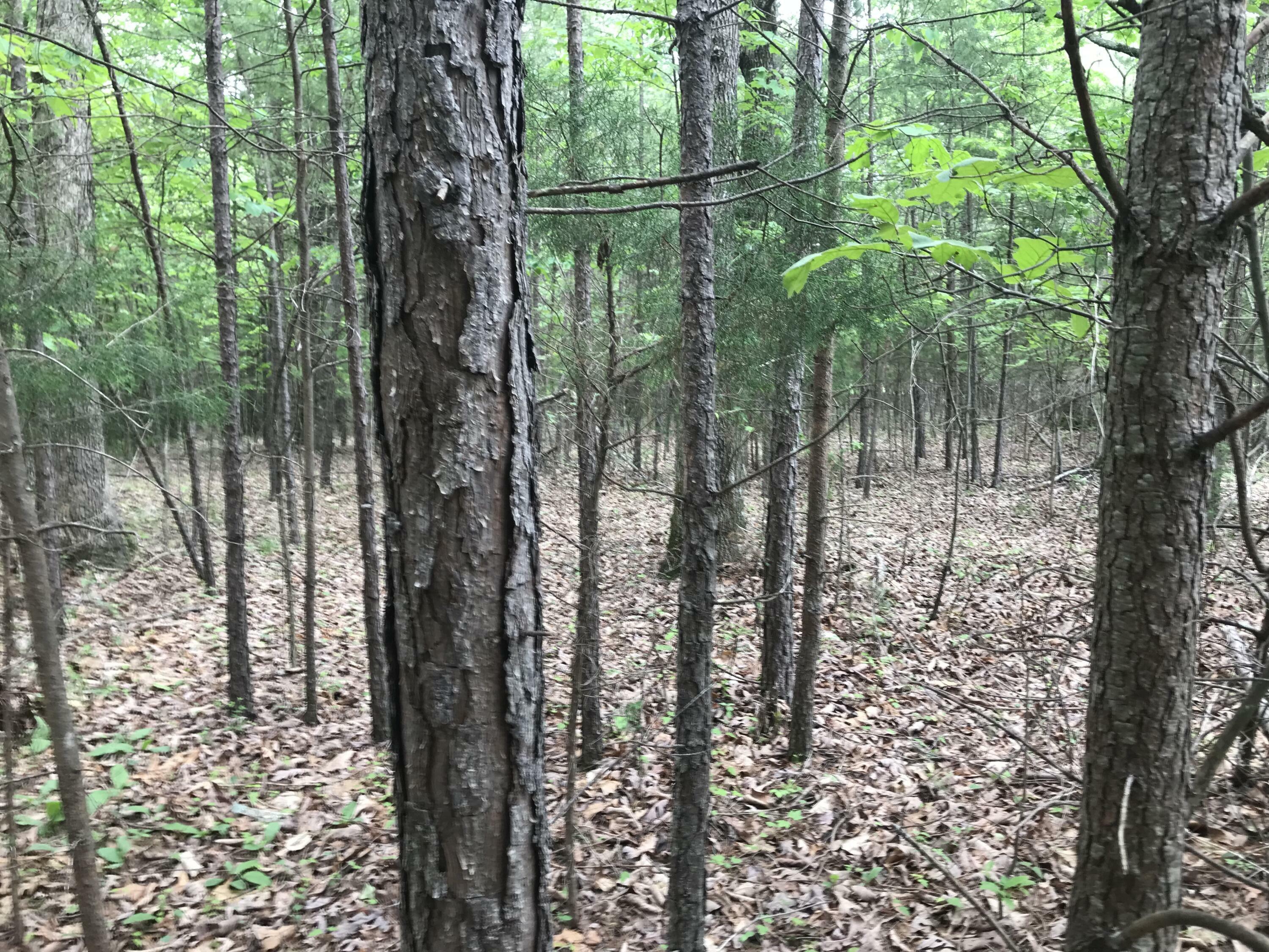 Property Photo: 0 Bluffview Drive TN 37327