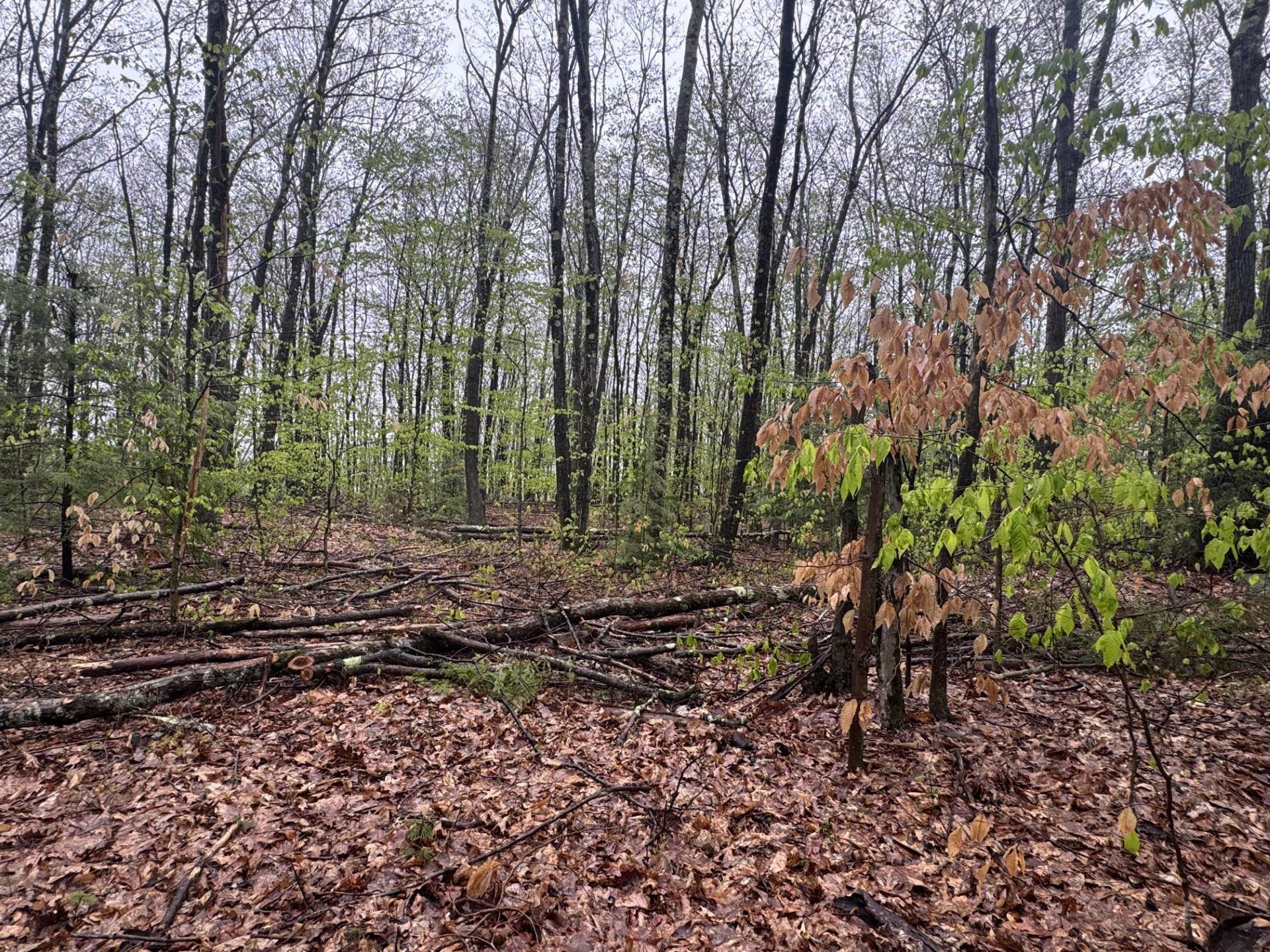 Property Photo: 0 Old Walpole Road NH 03431
