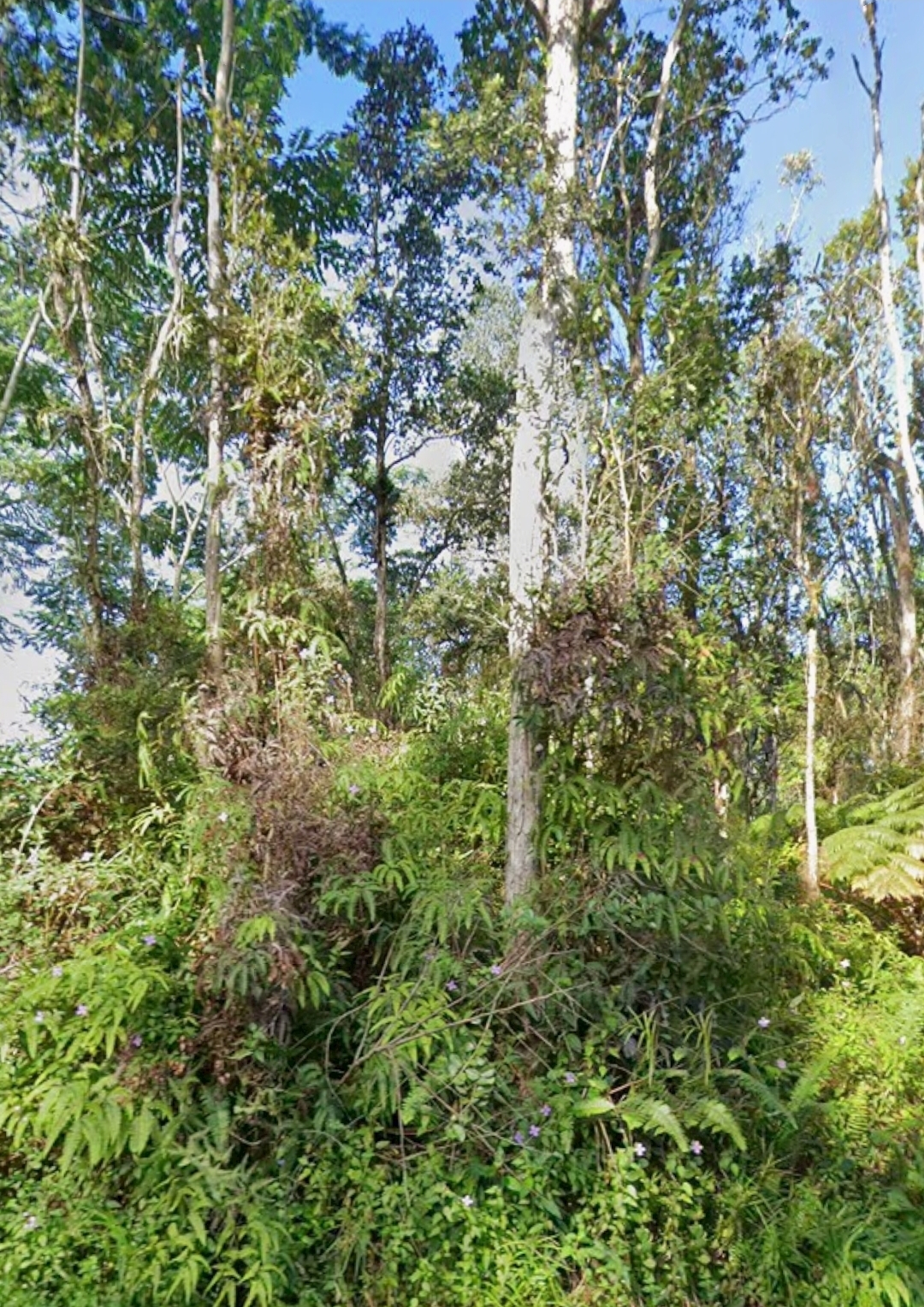 Property Photo:  Kupono St  HI 96778 