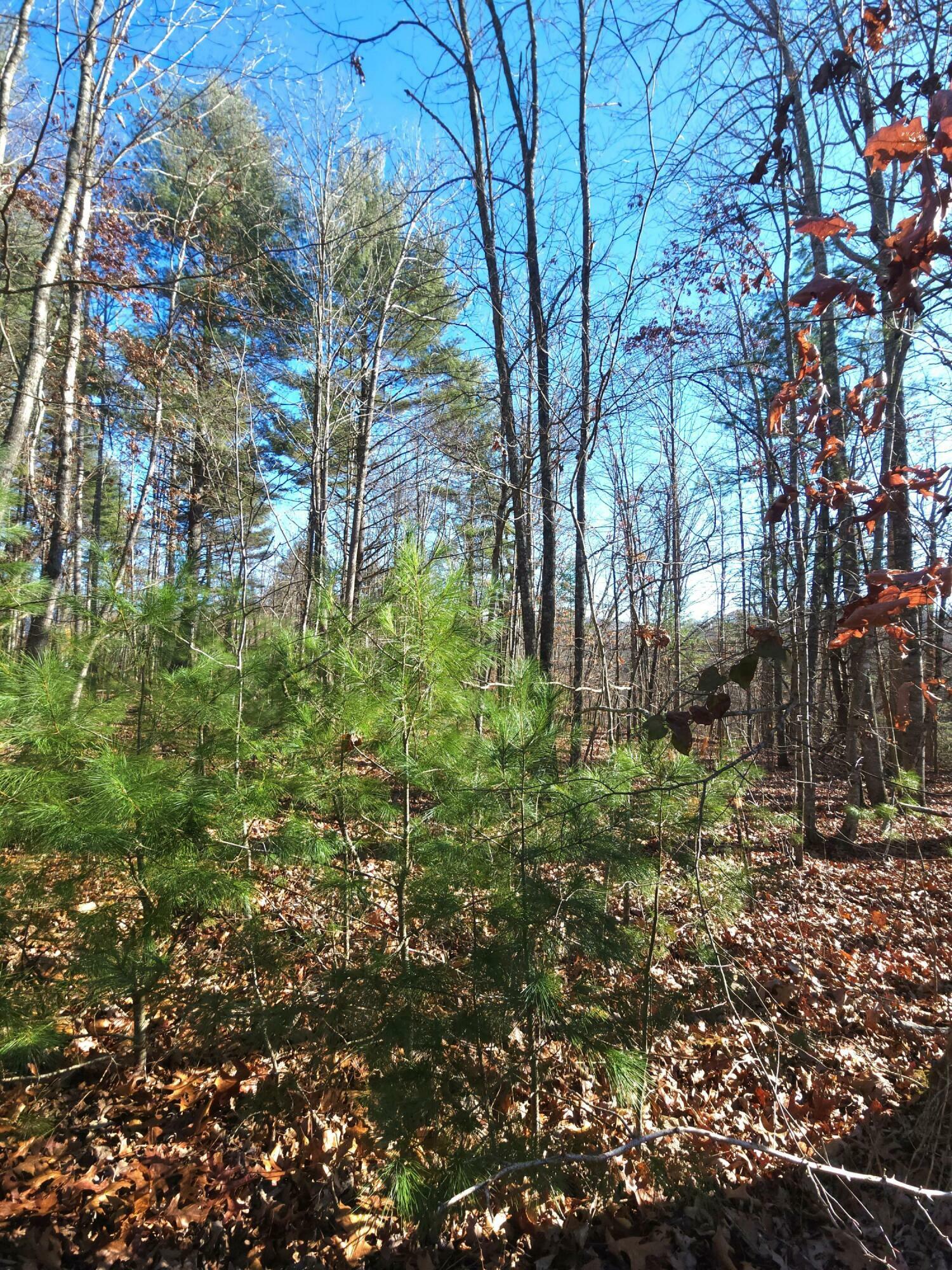 Property Photo: 359 Four Oaks Ln WV 24925