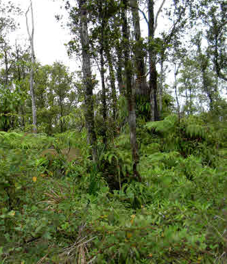 Property Photo: Jungle King Ave HI 96785
