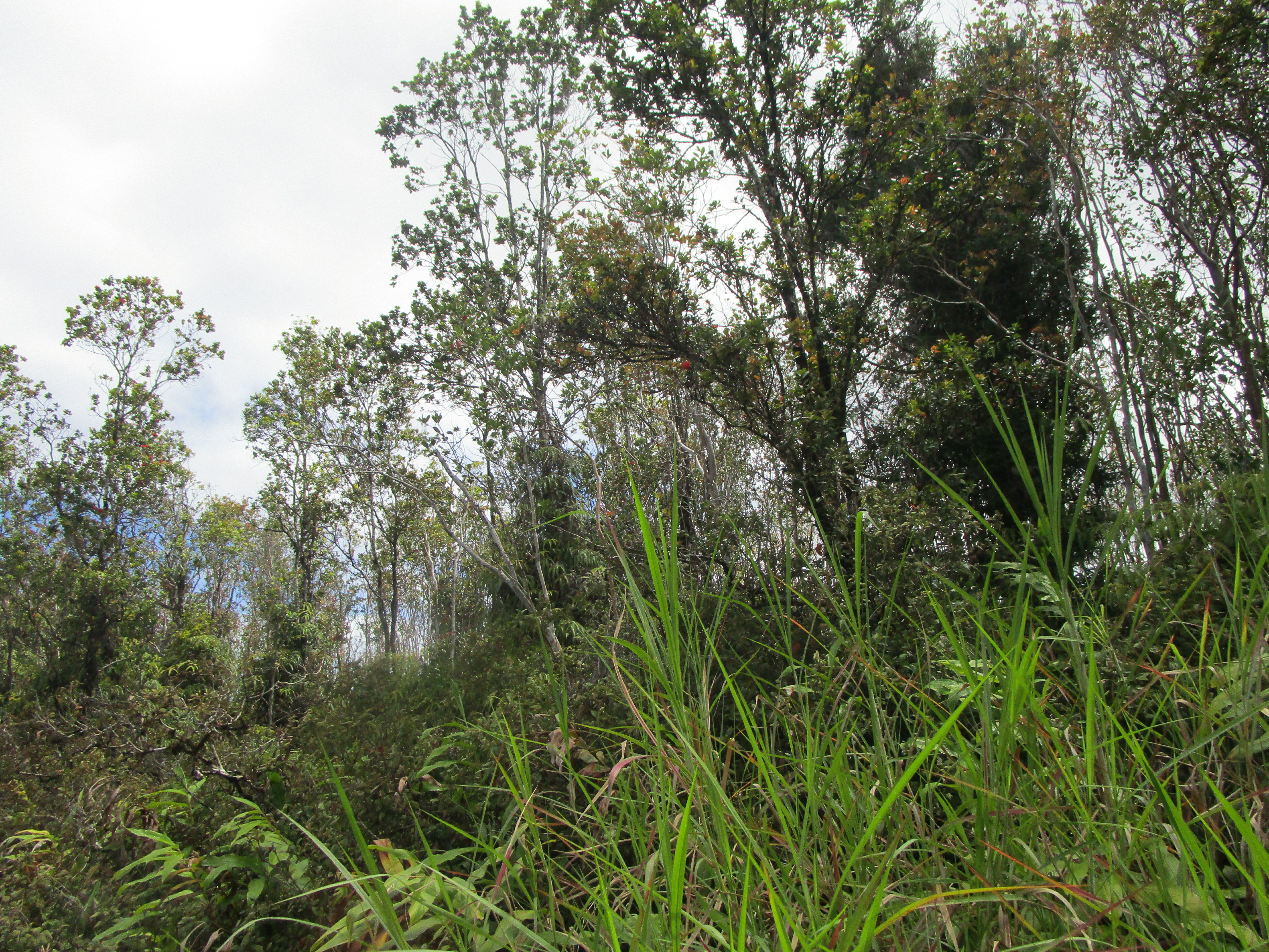 Property Photo:  Ala Kapena  HI 96785 