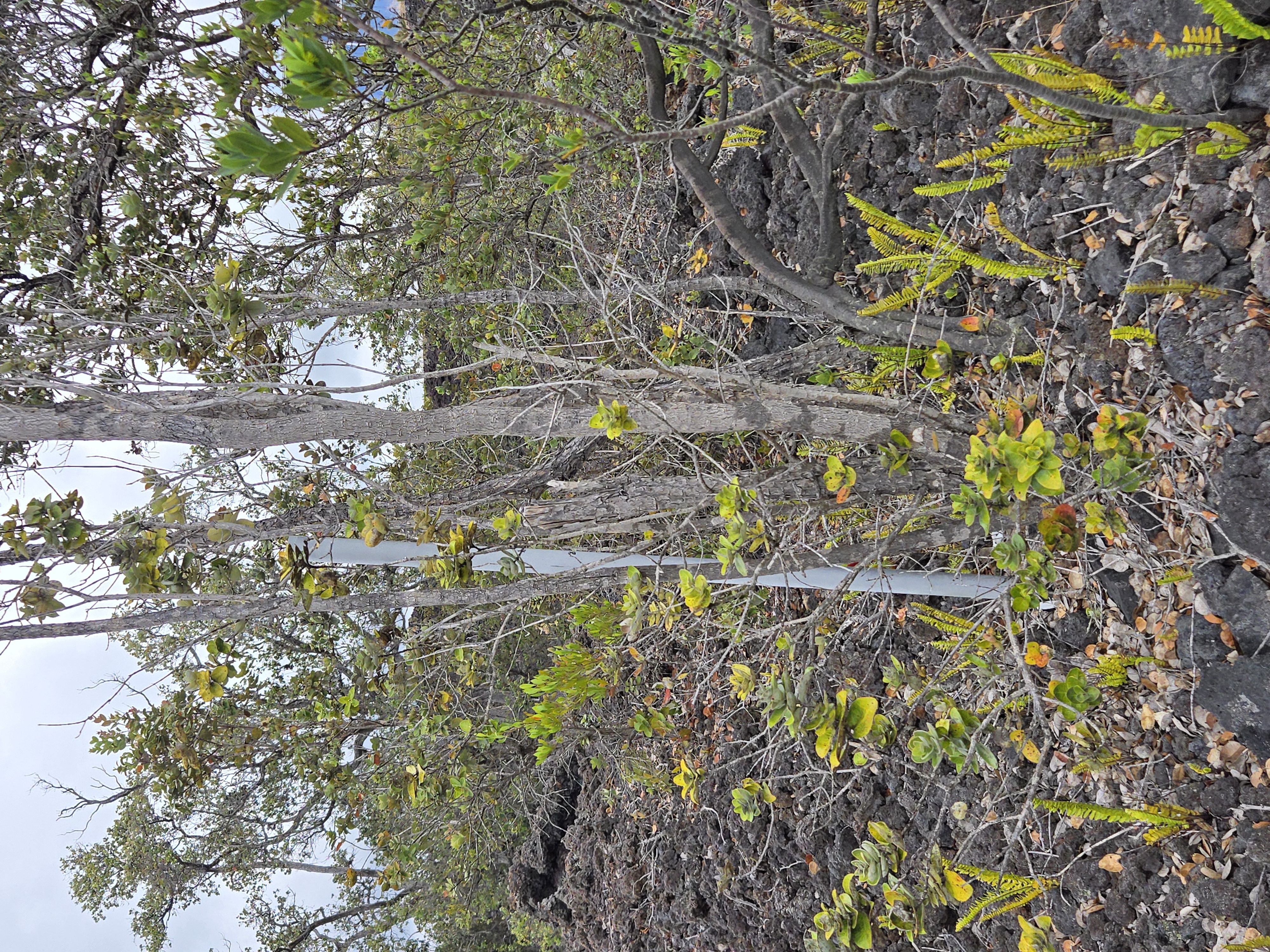 Property Photo:  Paradise Pkwy  HI 96737 