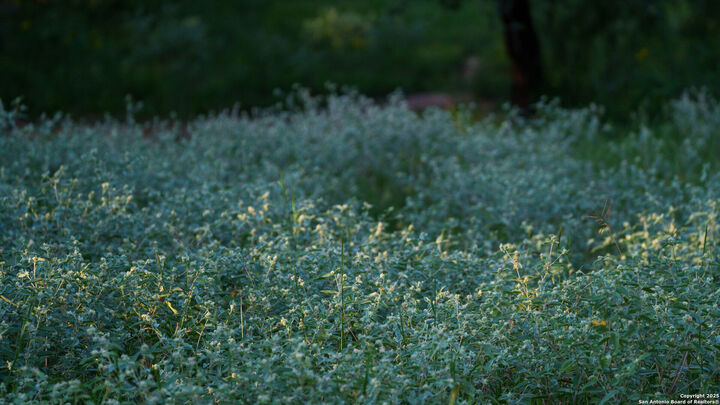 Property Photo: 000 Leal Road TX 78064