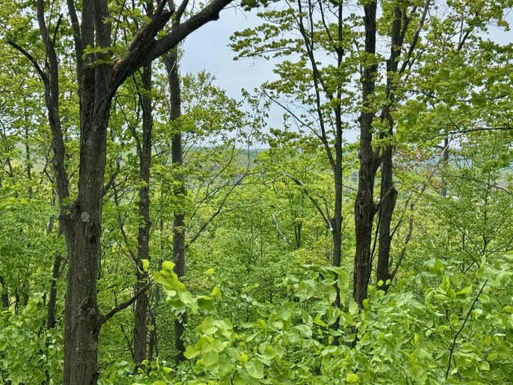 568 Alexander Road  Vanderbilt MI 49795 photo