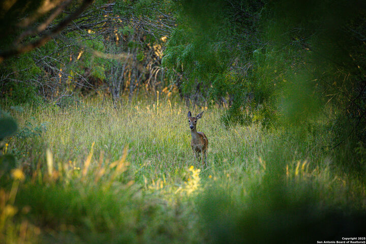 Property Photo:  6266 Highway 281  TX 78071 