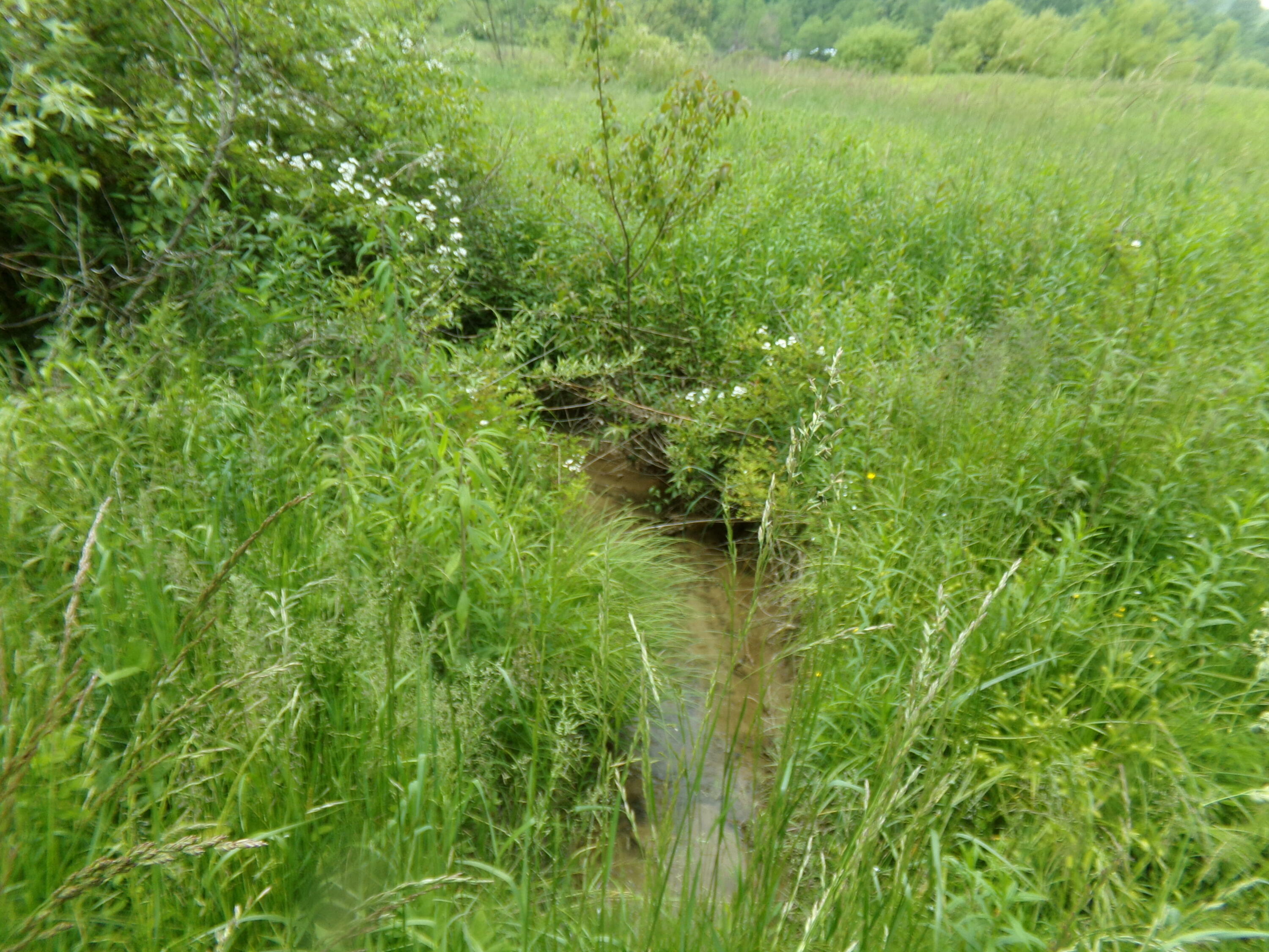 Property Photo: Morris Branch Road WV 25976