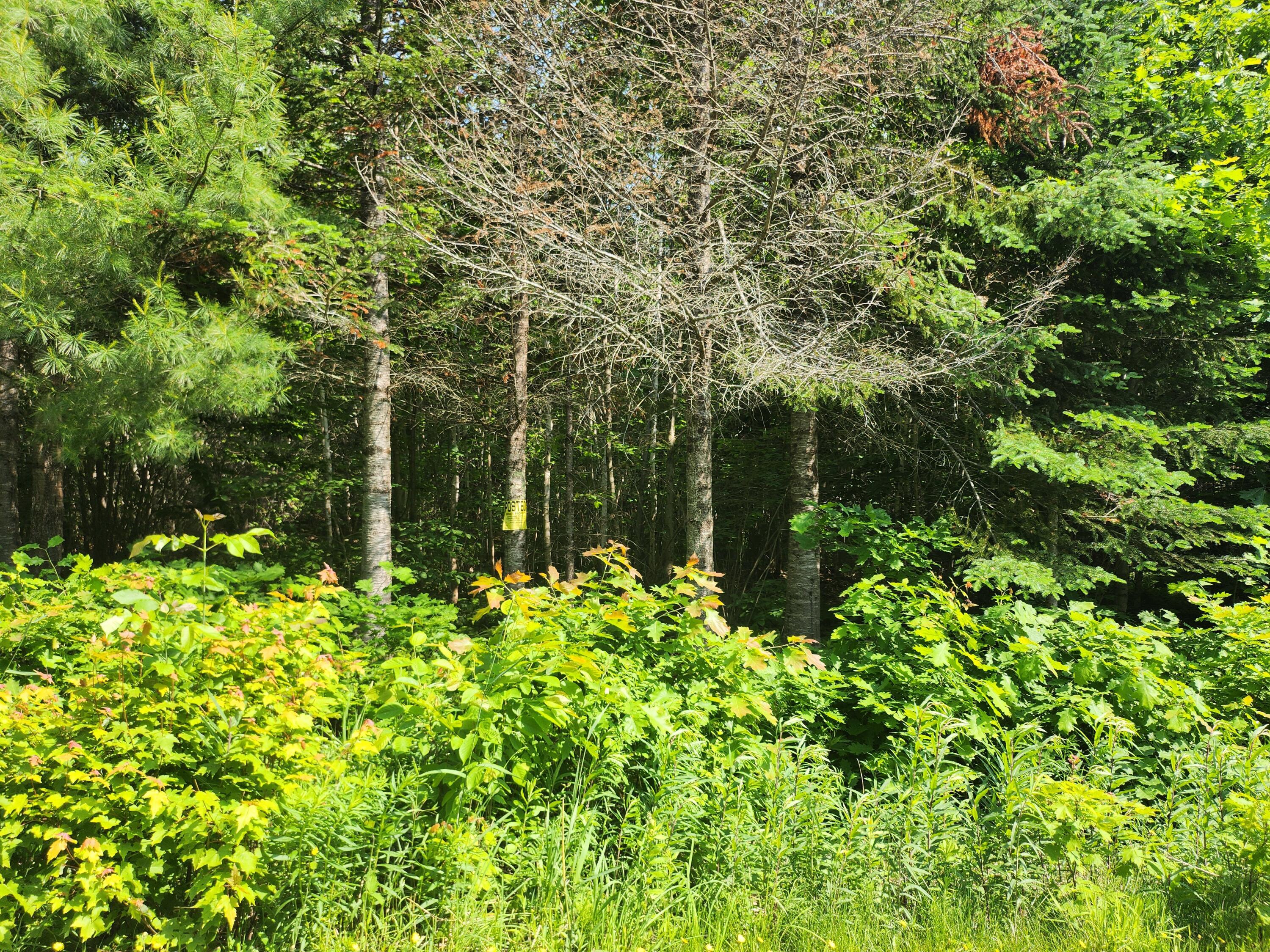 Property Photo: Lot 29B Windfall Lane ME 04965