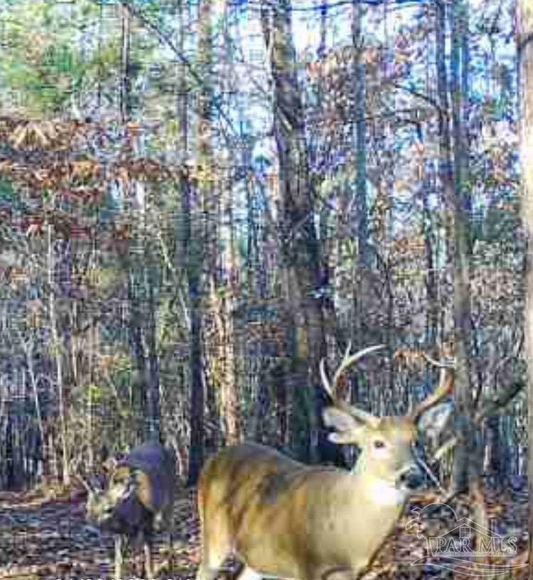 000 Apple Grove Rd  Vredenburgh AL 36481 photo