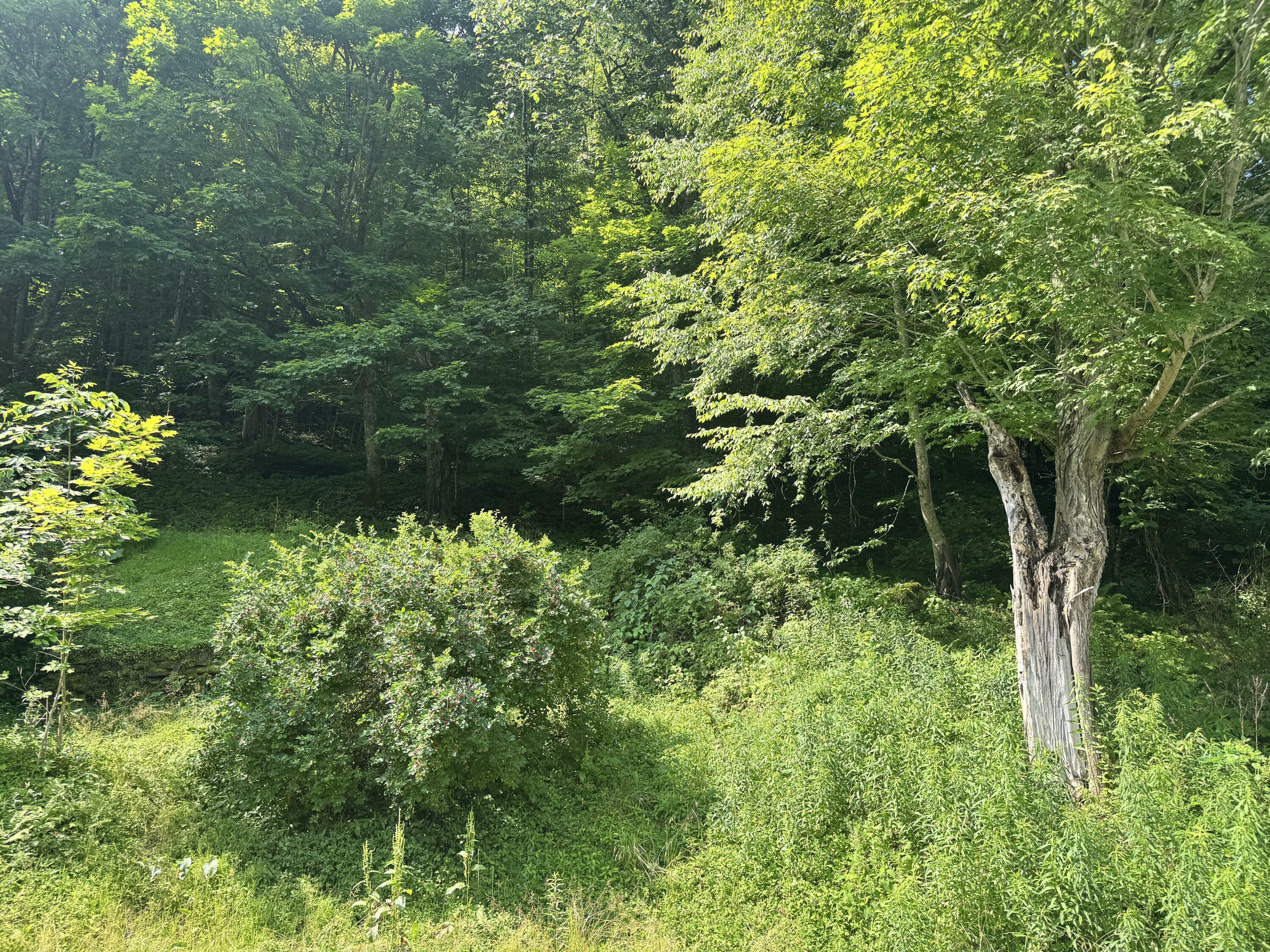 56 Maple St  Richwood WV 26261 photo