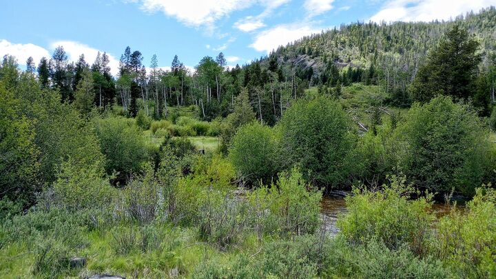 Tbd Moose Lake Road Lot 1  Philipsburg MT 59858 photo