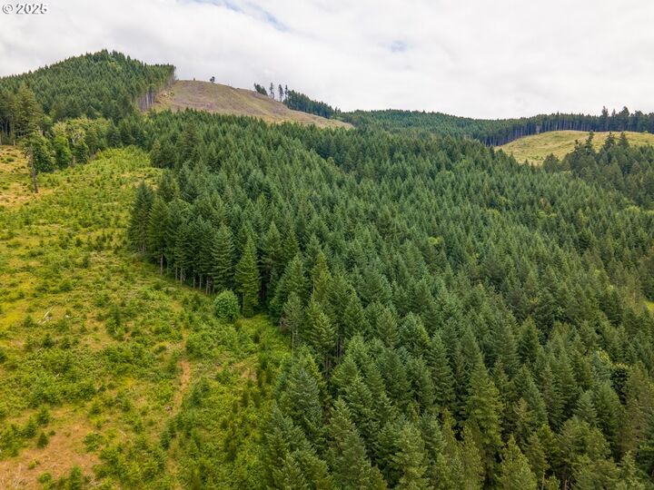 Rat Creek Rd  Cottage Grove OR 97424 photo