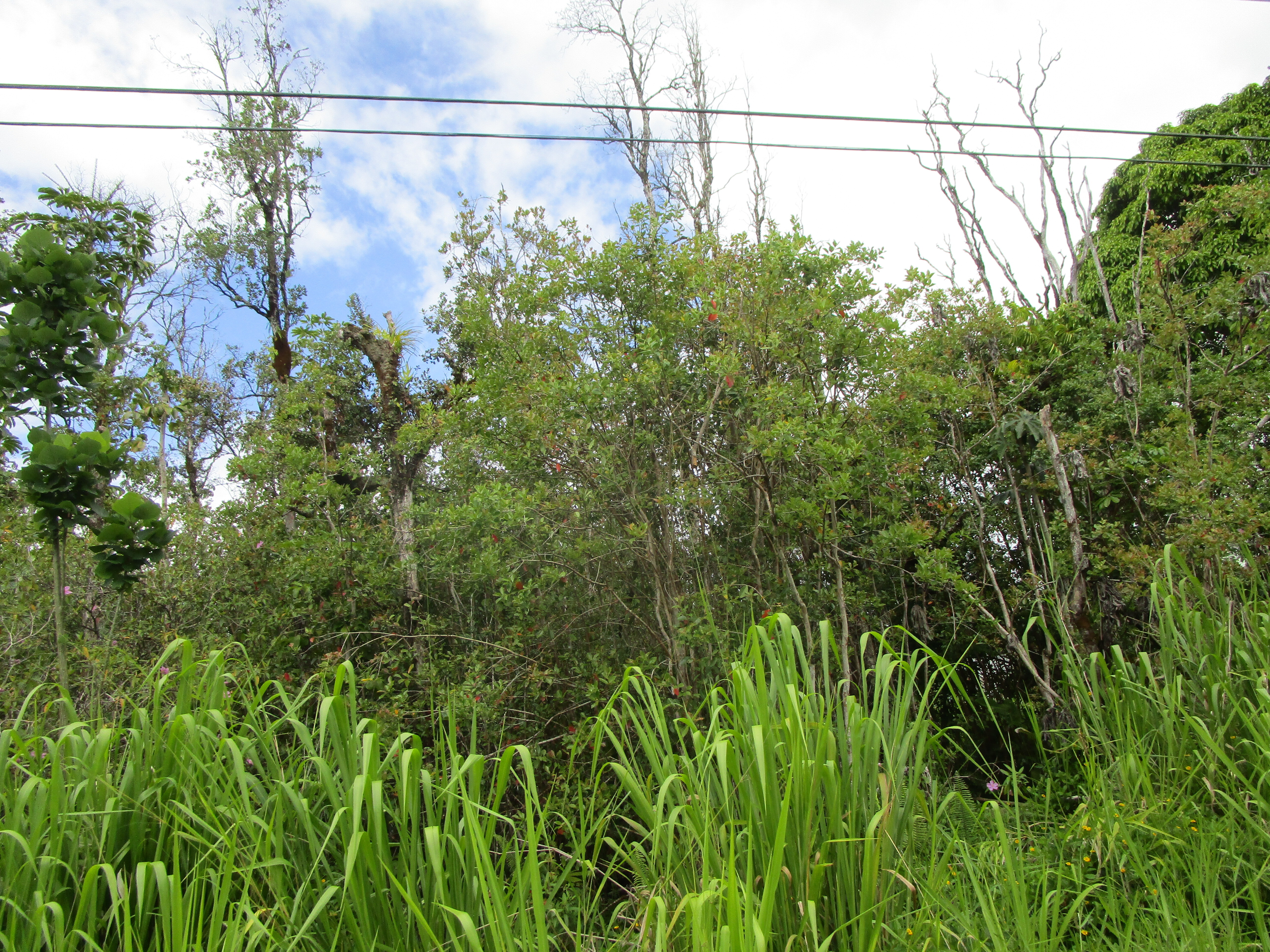 31st Ave  Keaau HI 96749 photo