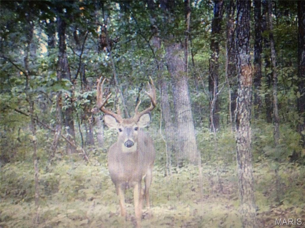Property Photo: 0 Turkey Ridge Road MO 63363