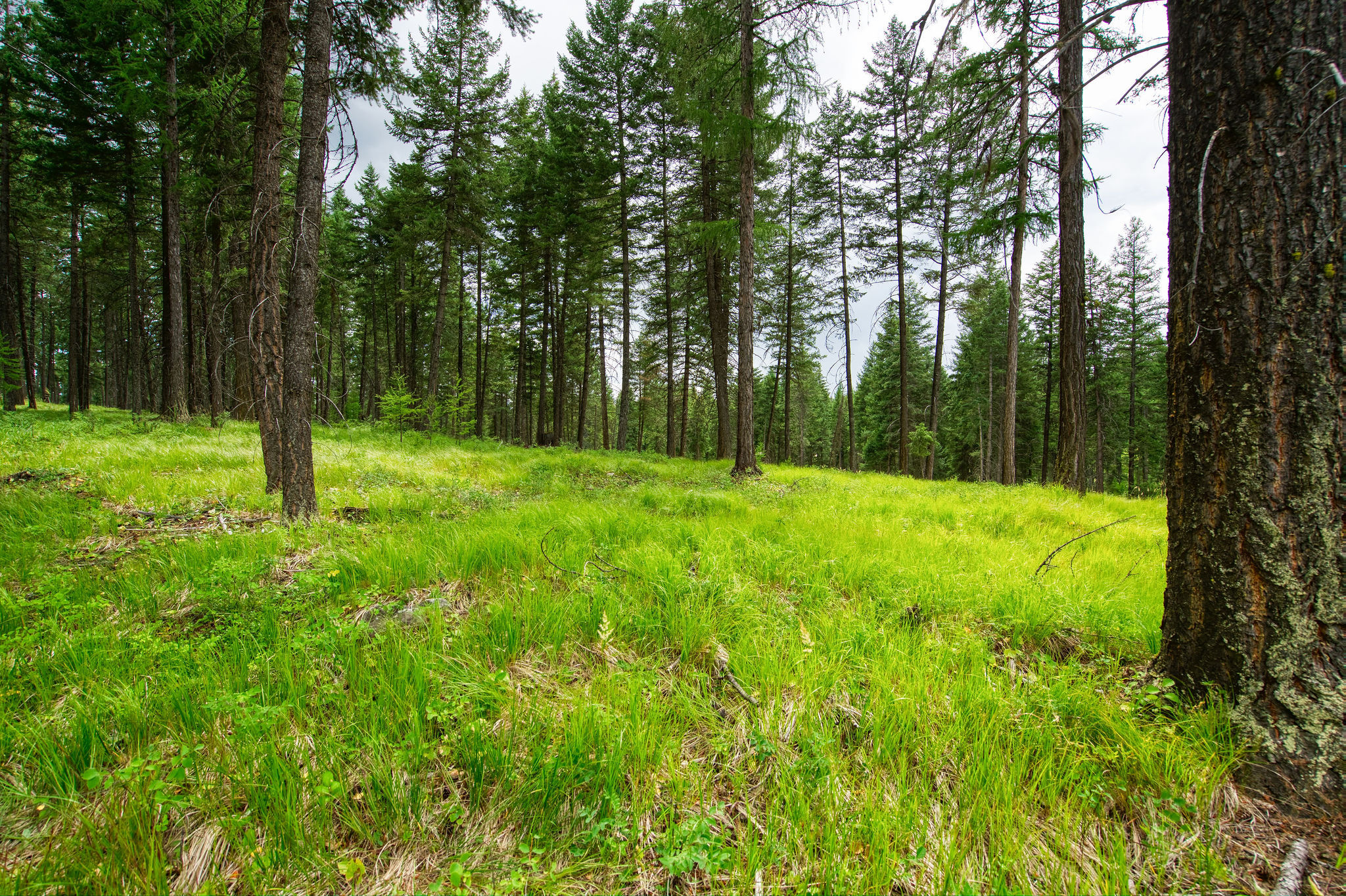 Property Photo: 142 Rosewood Lane Lot 18 MT 59937