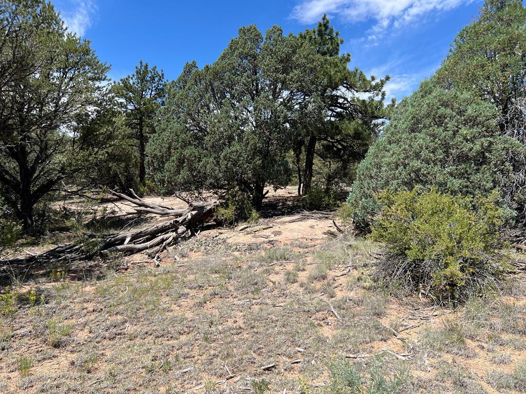 Property Photo:  216 Westview Rd  CO 81223 
