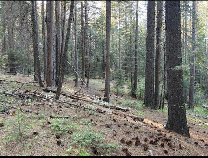 30115 N Bloomfield-Graniteville Road  Nevada City CA 95959 photo