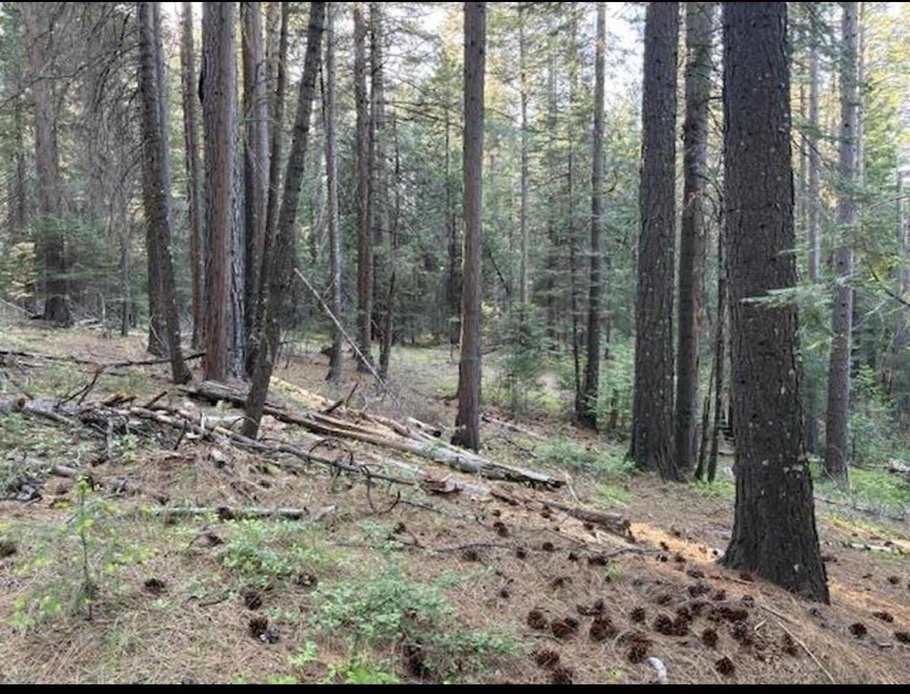 Property Photo: 30115 N Bloomfield-Graniteville Road CA 95959