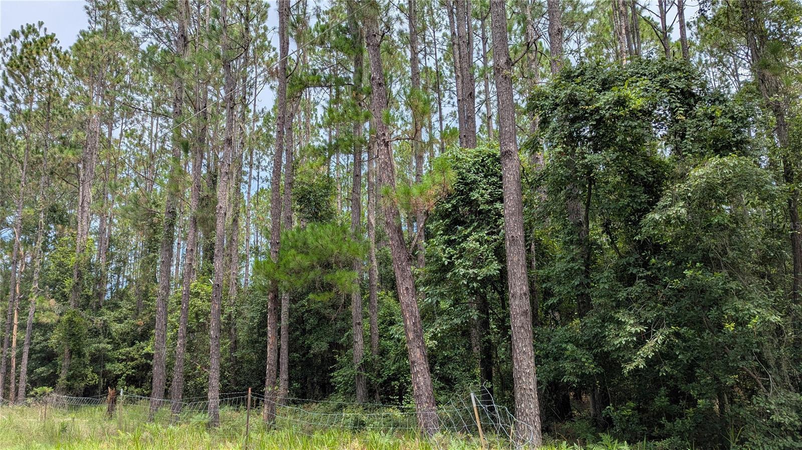 Property Photo: Tbd SE 3rd Place FL 32641