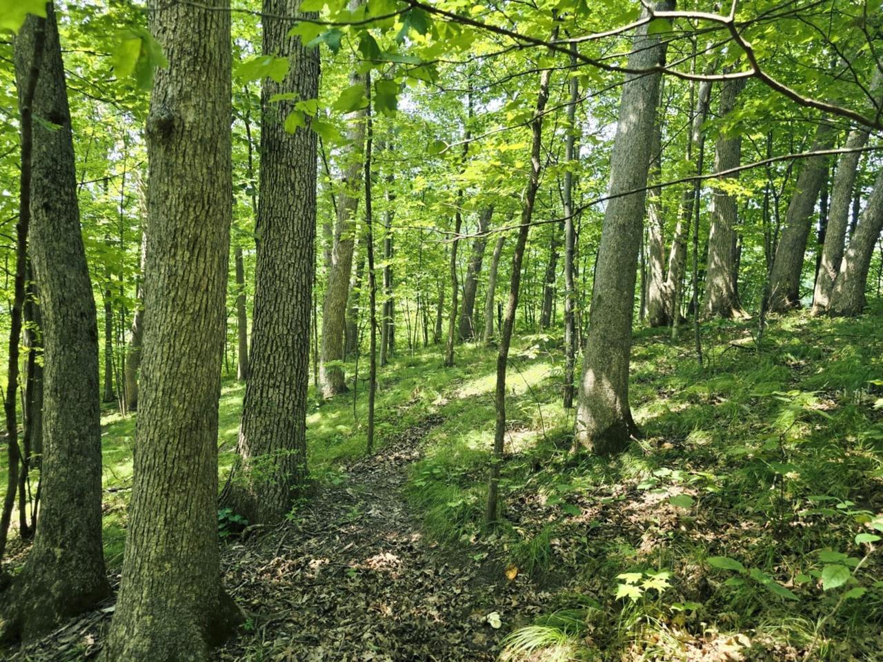 Property Photo: 149 Ac M/L County X WI 54655