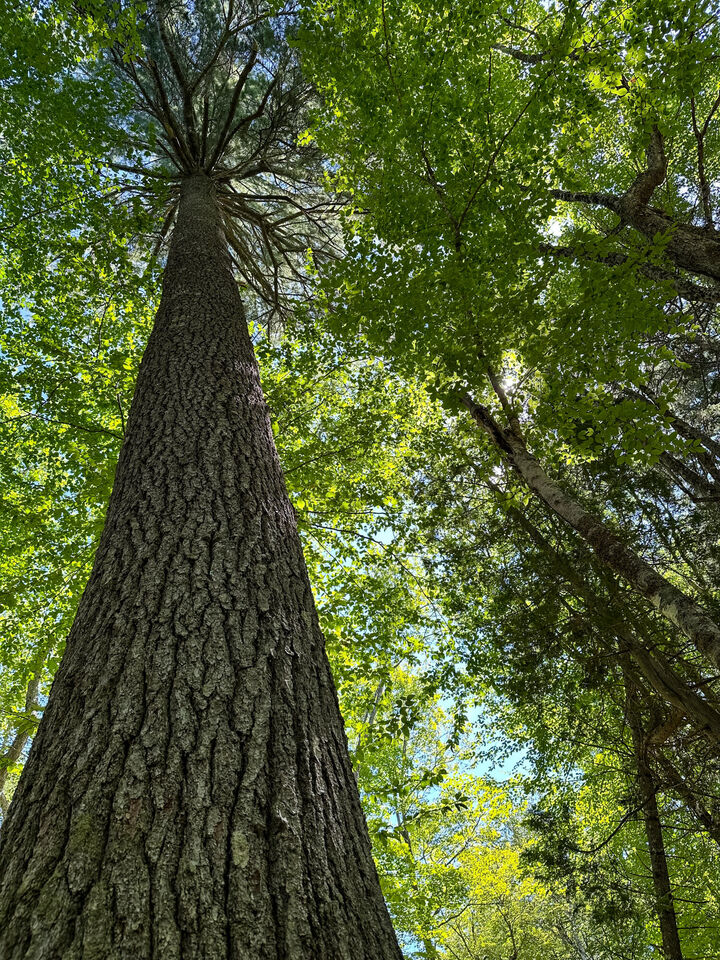 50-52A-54 Old County Road  Sedgwick ME 04676 photo