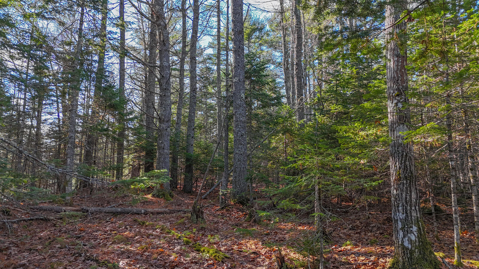 Property Photo: Lot #13-1 Shore Road ME 04605