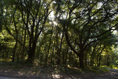 Property Photo:  139 Earnestine Drive  SC 29440 
