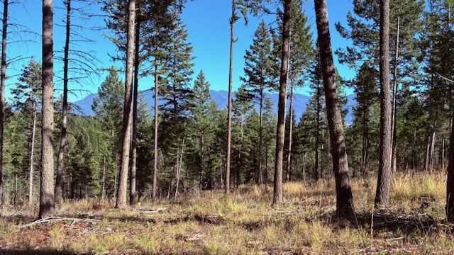 Property Photo:  Nhn Soaring Eagle Drive  MT 59937 