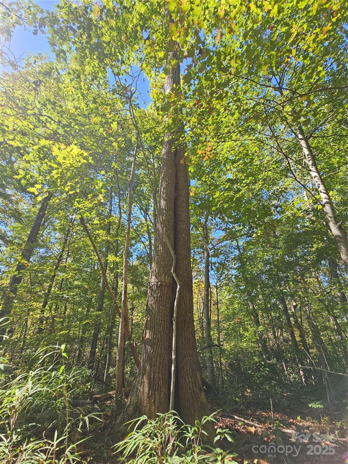 Property Photo: Tbd Lackey Town Road NC 28762