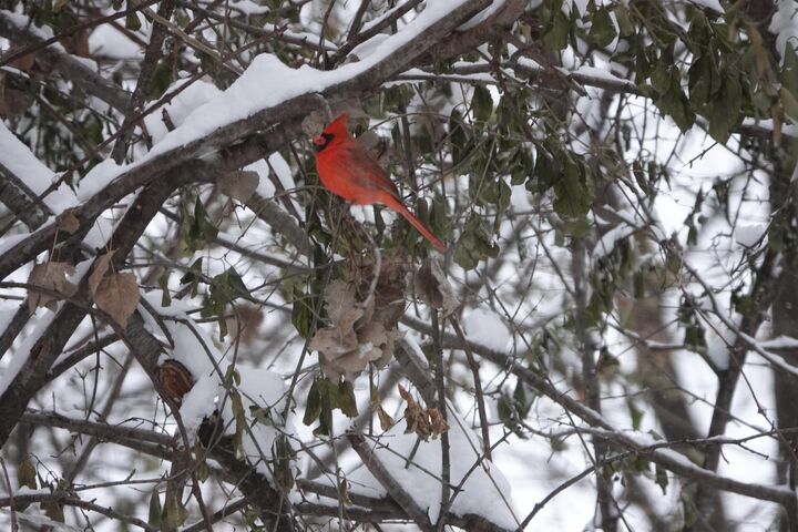 Property Photo:  17128 Jonquil Avenue  MN 55044 