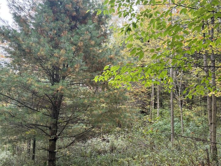 Property Photo: 00 Dalton Hill Road NY 13811