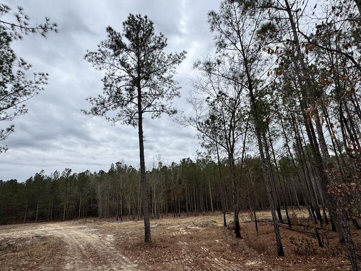 Property Photo: 0 Bastonville Road (Tract 14) GA 30810