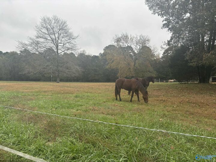 Property Photo:  8 Acres County Road 301  AL 35673 