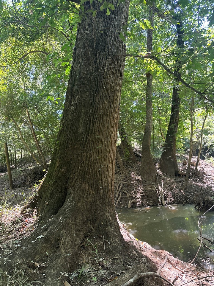 Property Photo: 219 Chestnut Dr GA 31077