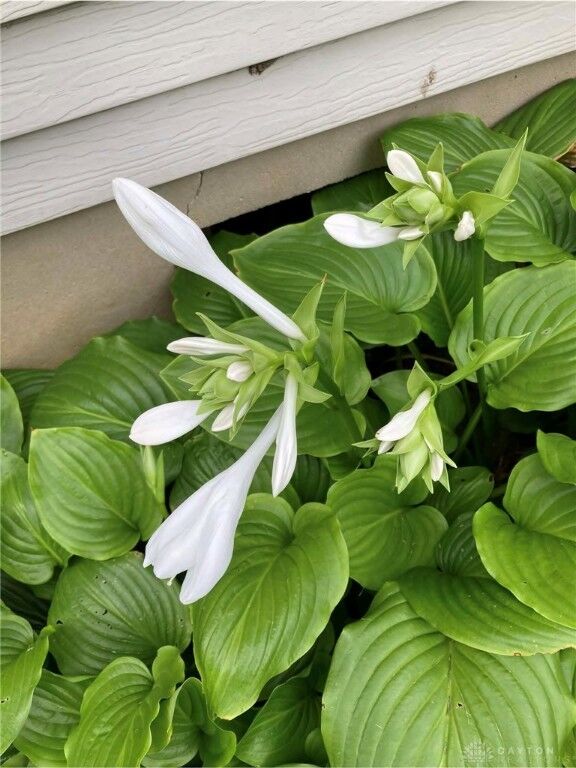 Property Photo: 1054 Wilhelmina Drive OH 45377