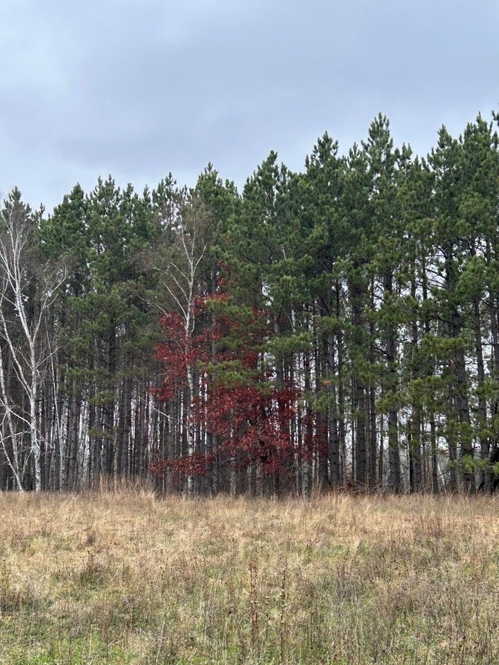 Property Photo:  160 Ac Basswood Lake Road  MN 56575 