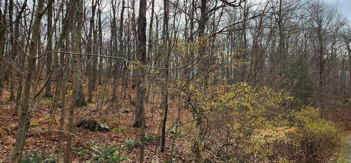 Property Photo:  Richards Road  CT 06757 