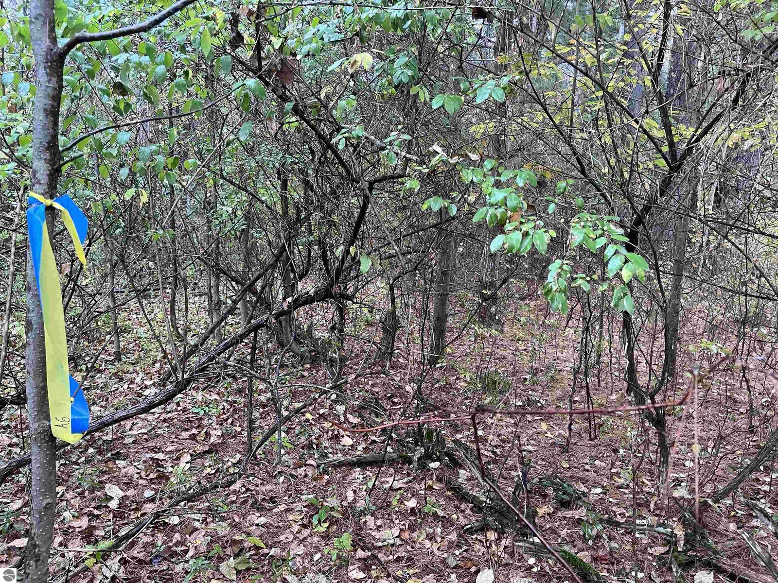 Property Photo:  35 Wilber Road  MI 48763 