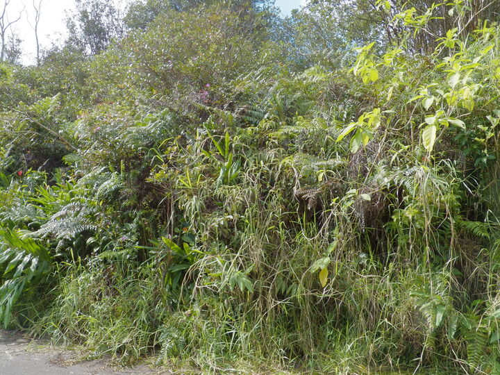 Property Photo: Hilohilo St HI 96785