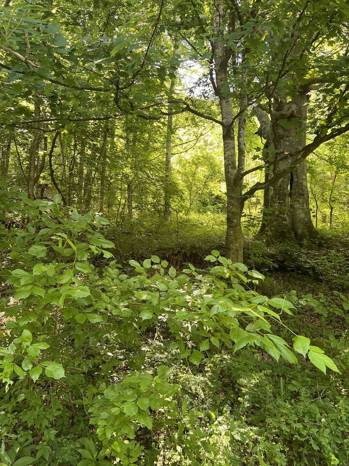 Property Photo:  0 Peytons Creek Rd  TN 37057 