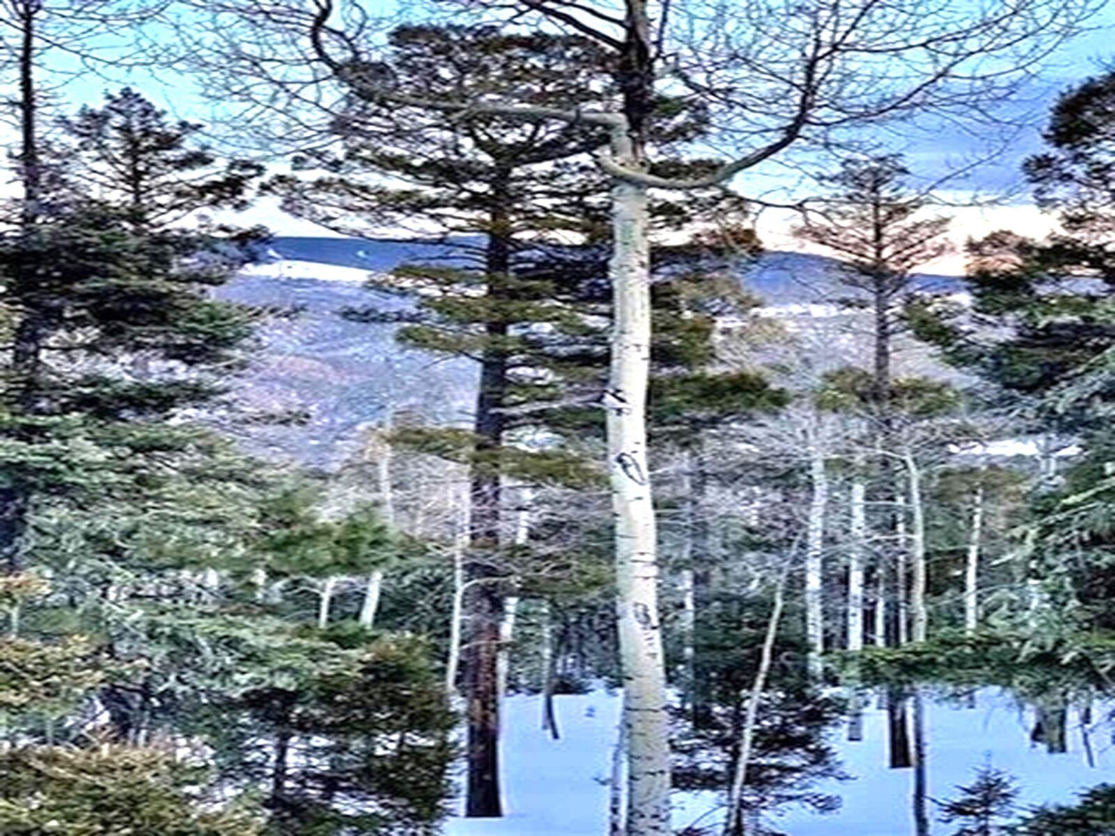 Property Photo: Lot 75 Via De Maria NM 87710