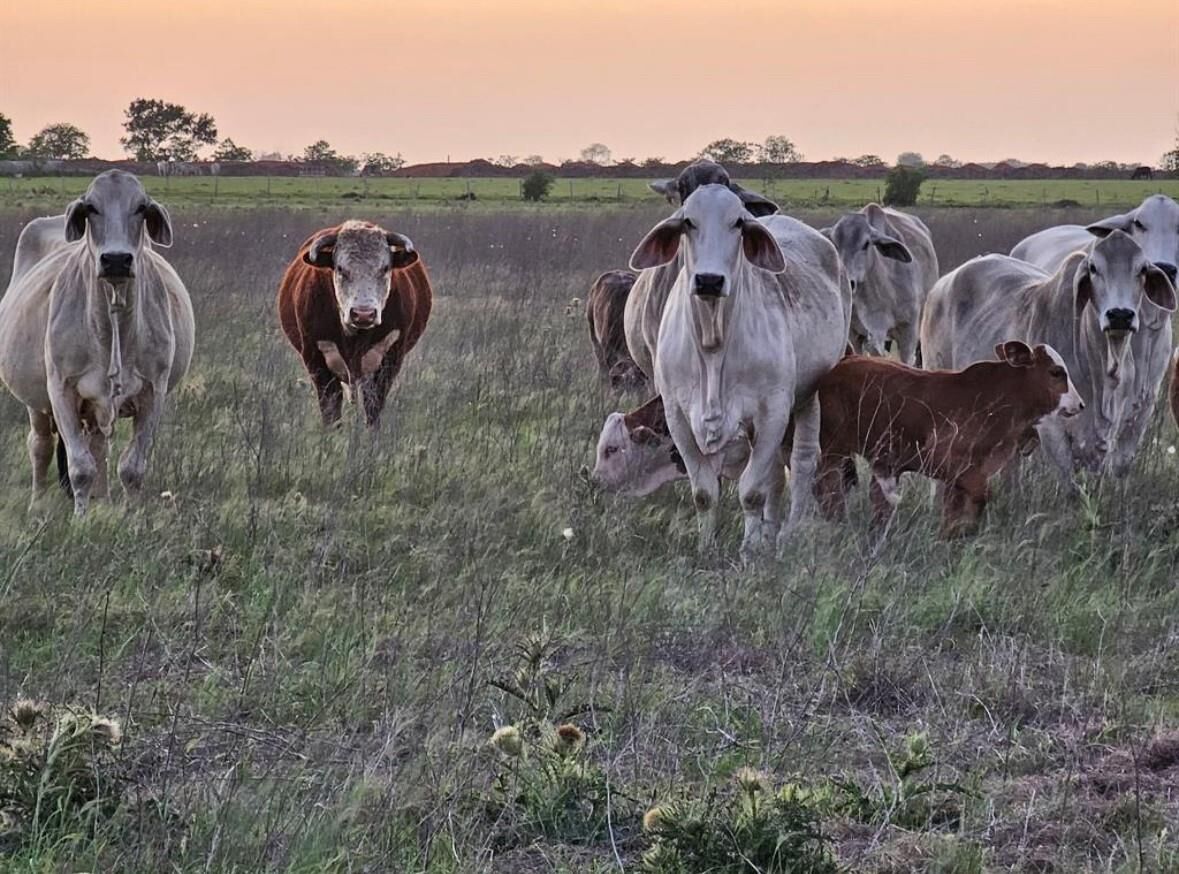 Property Photo: N/A Old Columbus Rd N TX 77474