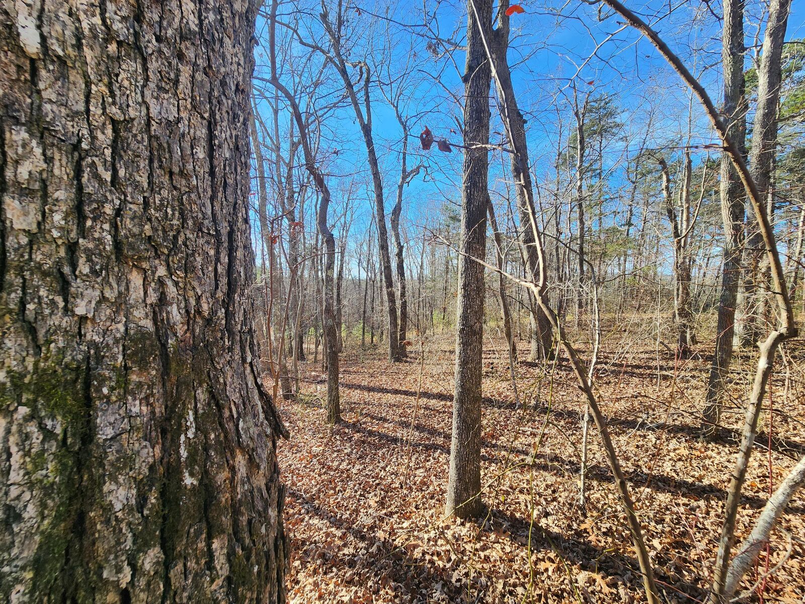 Property Photo:  Lot 35 Road 9050  AL 35984 