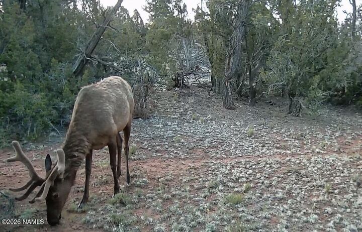 Property Photo:  Lot 186B Bull Run Road  AZ 86046 