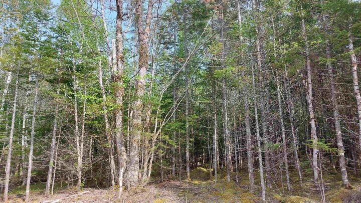 Property Photo:  Lot 18 Highway 4  NS B0E 1V0 
