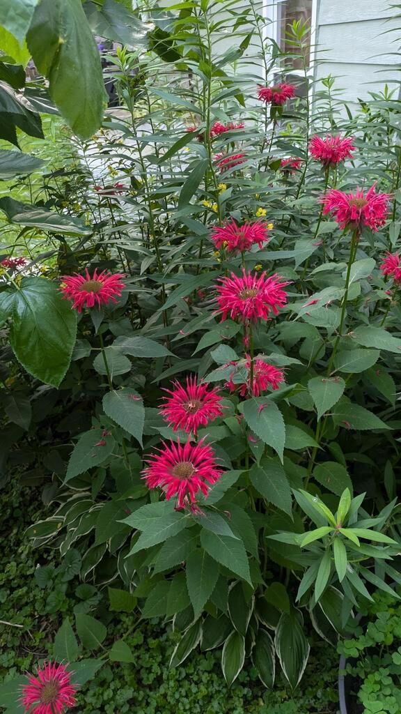 Property Photo:  3506 Greenwood Drive  WI 53546 