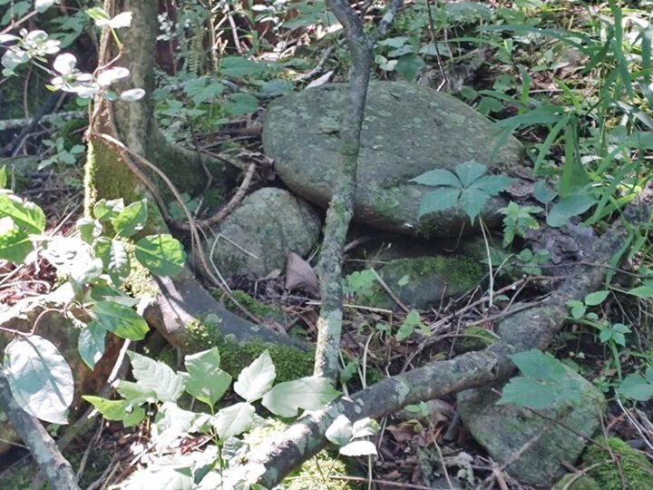 Property Photo:  00 Holly Creek Cool Springs Road  GA 30705 